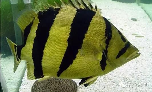 虎鱼身上黑纹有黑点是什么品种：泰国虎鱼身上有黑纹且伴有黑点是什么品种的虎鱼品种 泰国虎鱼 第2张