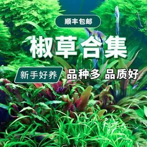 彩蝶火鸟鱼缸怎么样养好：彩蝶火鸟鱼缸养护指南 彩鲽鱼缸（彩蝶鱼缸） 第2张