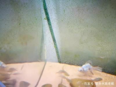 玻璃鱼缸壁青苔清理视频：如何清理鱼缸壁上的青苔？ 鱼缸 第1张