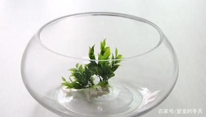 玻璃鱼缸壁青苔清理视频：如何清理鱼缸壁上的青苔？ 鱼缸 第2张