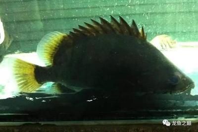 印尼虎鱼30厘米还会发黑吗：印尼虎鱼30厘米还会发黑吗印尼虎鱼30厘米还会发黑吗