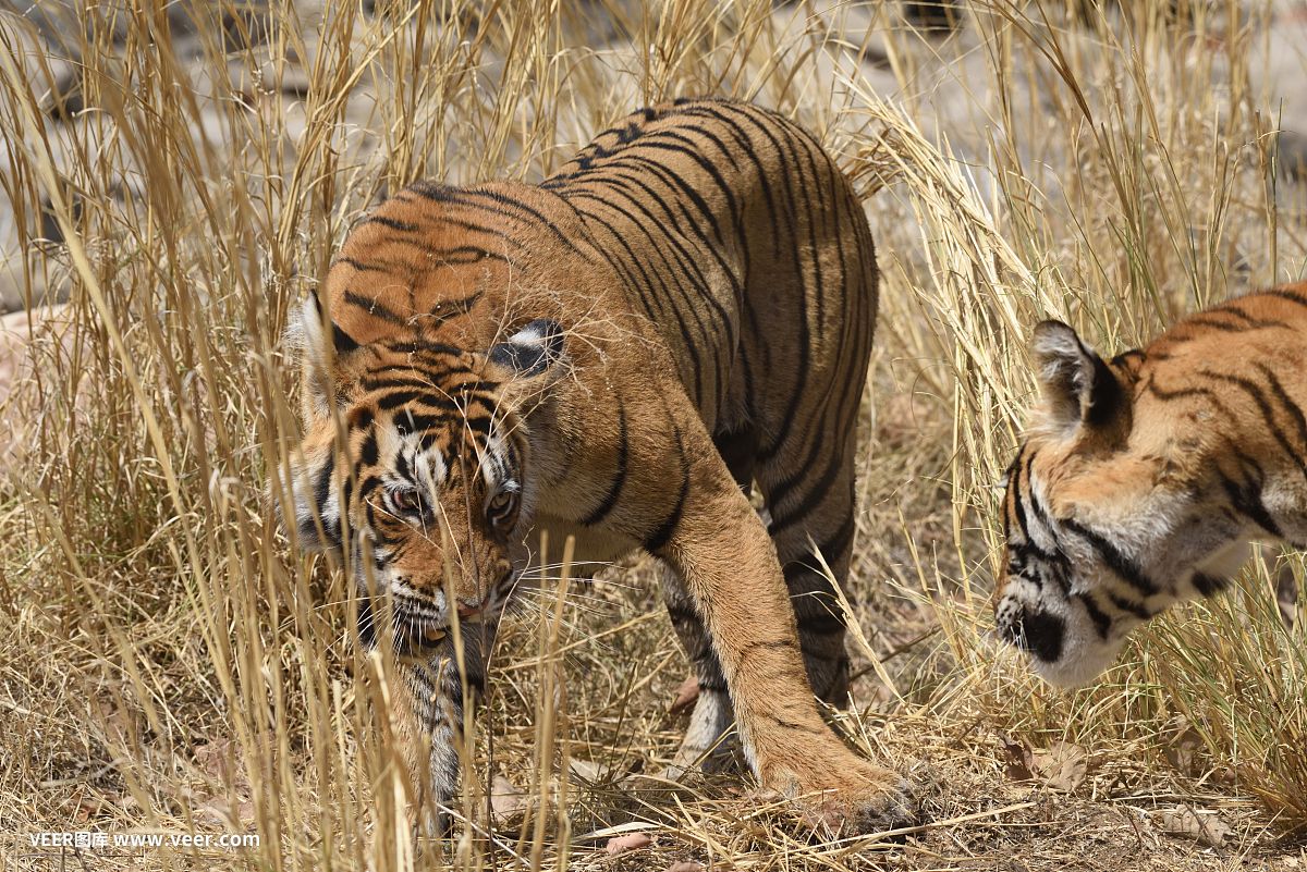 印度虎患：印度老虎袭击人类事件频发，人虎冲突在印度是一个长期存在的问题