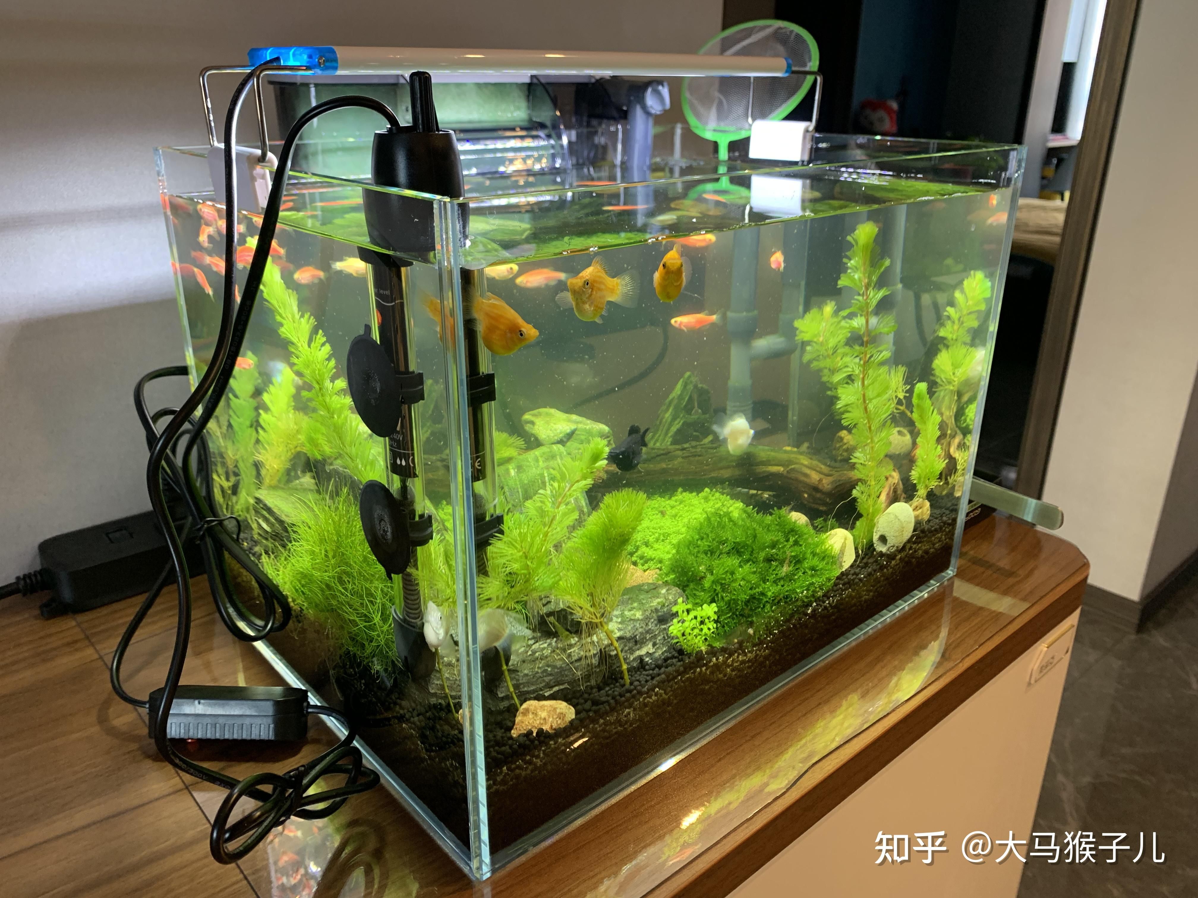 斑马鱼用多大鱼缸好：养殖20条斑马鱼的理想鱼缸规格 斑马狗头鱼 第3张