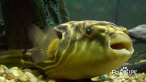 斑马狗头鱼鱼缸怎么布置：斑马狗头鱼饲养注意事项