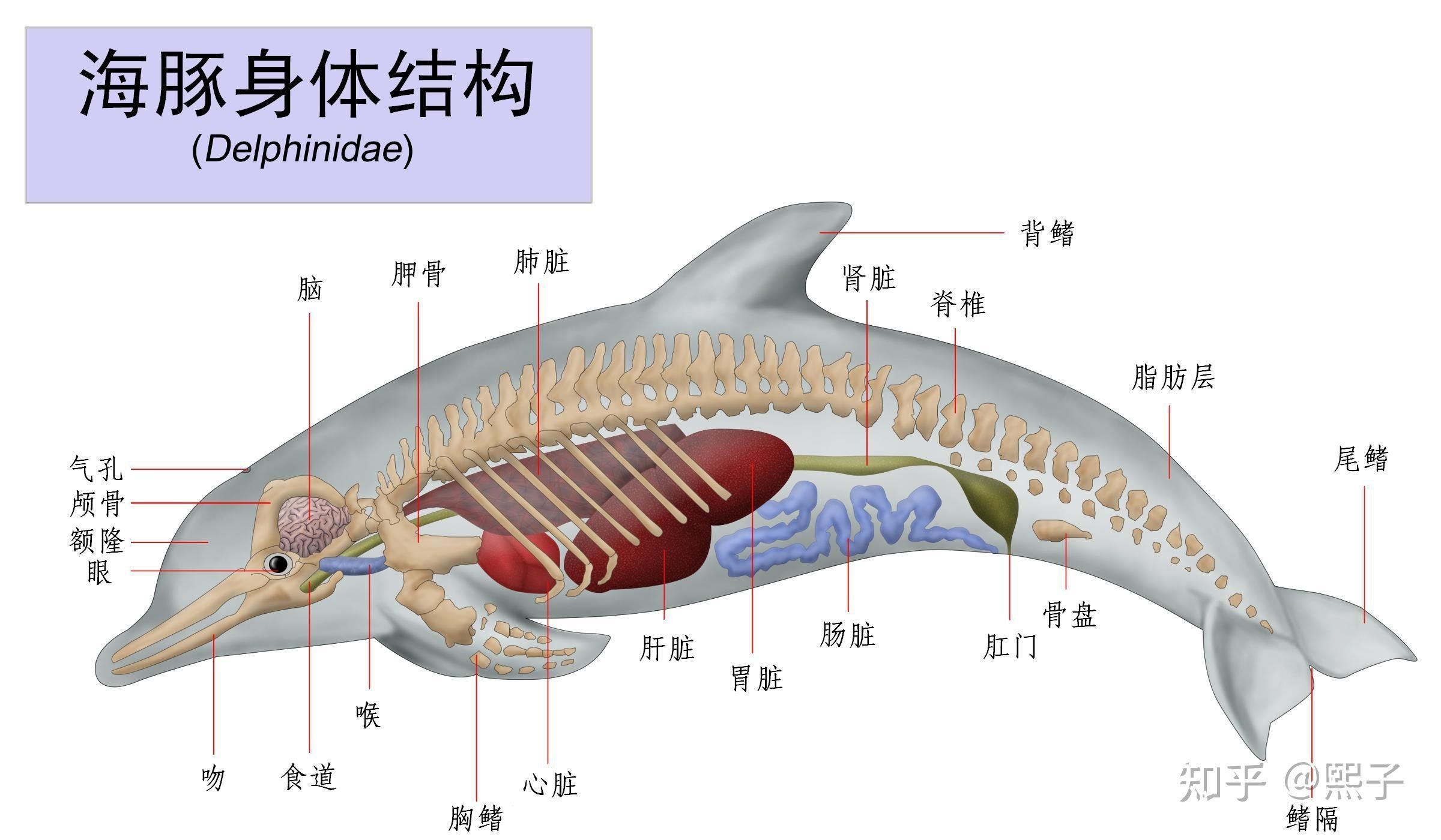 斑马鱼繁殖：斑马鱼怎么繁殖 斑马狗头鱼 第1张