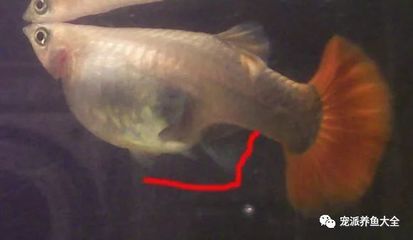 斑马鱼繁殖：斑马鱼怎么繁殖 斑马狗头鱼 第2张