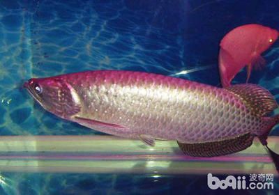 澳洲斑纹龙鱼：澳洲斑纹龙鱼价格 龙鱼百科 第1张