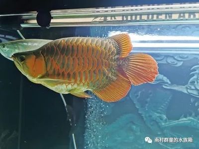 龙鱼饲养难度大吗为什么：龙鱼的饲养难度从多方面进行考量 龙鱼百科 第2张