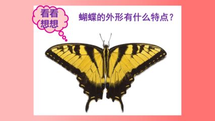 彩蝶的优缺点和特点：彩蝶月季的特点和优点 彩鲽鱼缸（彩蝶鱼缸） 第3张