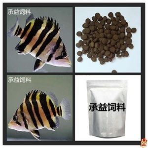 印尼虎鱼吃饲料：印尼虎鱼吃什么饲料