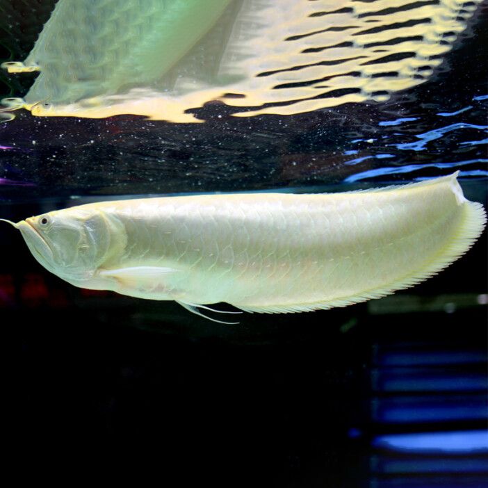 一条银龙鱼代表什么：银龙鱼是一种吉祥的象征，一条银龙鱼代表什么？ 龙鱼百科 第1张