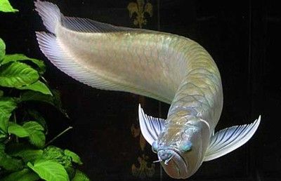 一条银龙鱼代表什么：银龙鱼是一种吉祥的象征，一条银龙鱼代表什么？ 龙鱼百科 第2张