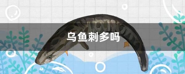 斑鱼的功效与作用：斑鱼的营养价值和功效 斑马狗头鱼 第2张