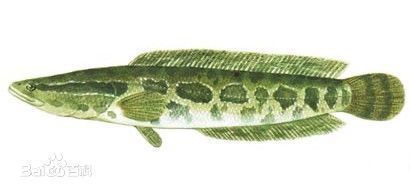 斑鱼的功效与作用：斑鱼的营养价值和功效 斑马狗头鱼 第3张