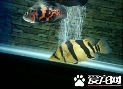 虎鱼能与什么鱼一起养殖：虎鱼能与什么鱼一起养殖， 泰国虎鱼 第1张