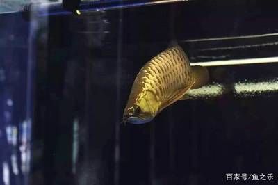 魟鱼几个月能生小鱼：魟鱼的繁殖周期 魟鱼 第1张