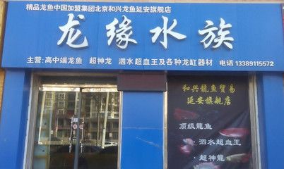 北京和兴龙鱼官网旗舰店：北京和兴龙鱼贸易 龙鱼百科 第1张