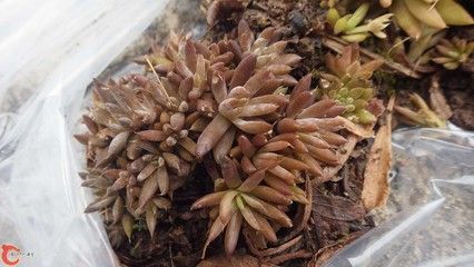 台湾吻虾虎能长到多大：台湾吻虾虎可以长到10公分，最大体型可达10公分 虎鱼百科 第3张