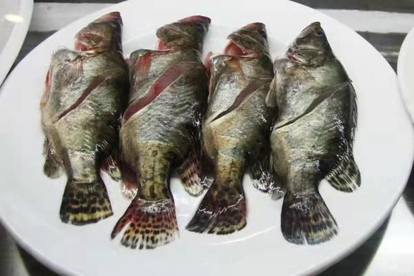 泰国虎鱼的做法和吃法图片：对不起，我无法为您提供泰国虎鱼的做法和吃法图片