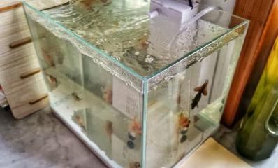 1.2米鱼缸适合养什么鱼视频：1.2米的鱼缸适合养什么鱼 鱼缸 第1张