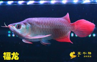 白子魟鱼怎么看正红眼和酒红：如何区分白子魟鱼的正红眼和酒红眼 魟鱼 第2张