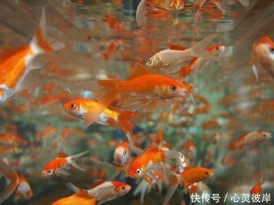 大鱼缸消毒最简单的方法视频教学：大鱼缸消毒方法鱼缸消毒方法鱼缸消毒注意事项 鱼缸百科 第1张