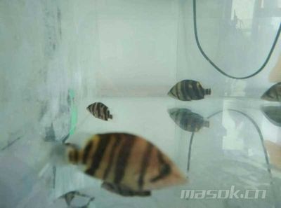 印尼虎鱼最佳饲养温度：印尼虎鱼最佳饲养温度是28摄氏度，28摄氏度， 虎鱼 第3张