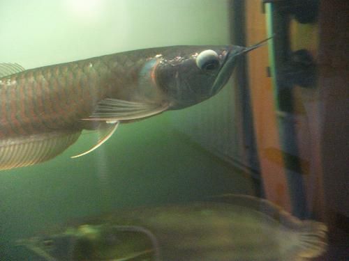 金龙鱼眼睛有白点怎么回事：金龙鱼眼睛出现白点可能是水质问题、细菌感染等原因引起的 龙鱼百科 第2张