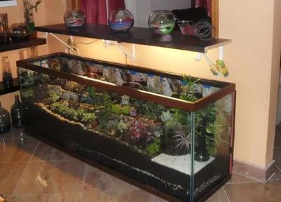 玻璃鱼缸改盆景好吗：玻璃鱼缸变微型植物景观叶植物布置在玻璃景观里的小花园 鱼缸 第2张