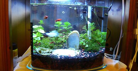 玻璃鱼缸改盆景好吗：玻璃鱼缸变微型植物景观叶植物布置在玻璃景观里的小花园 鱼缸 第1张