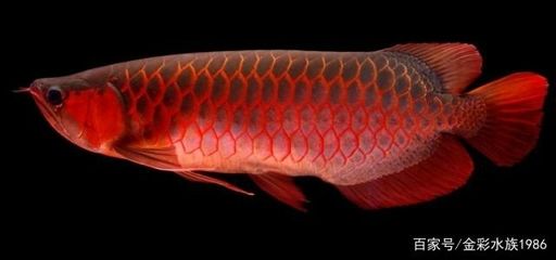 红龙鱼垢和底色怎么区分：红龙鱼的垢和底色怎么区分 龙鱼百科 第2张