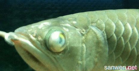银龙鱼常见病图解和症状：银龙鱼几种常见疾病症状及防治措施 龙鱼百科 第1张