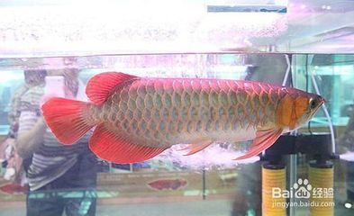 金龙鱼的灯光颜色：金龙鱼的灯光颜色怎么选择 龙鱼百科 第3张