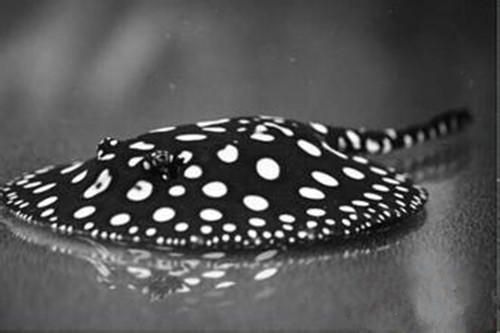 黑白魟鱼寿命：黑白魟鱼的寿命一般在25-30年之间 魟鱼 第1张