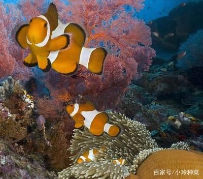 彩蝶海水缸怎么样养：彩蝶海水缸养护需要综合考虑设备、生物、滤材等因素 彩鲽鱼缸（彩蝶鱼缸） 第3张