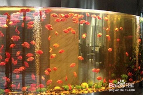 冬天鱼缸怎么换水的正确方法：冬天鱼缸换水正确换水步骤和注意事项和注意事项 鱼缸 第4张