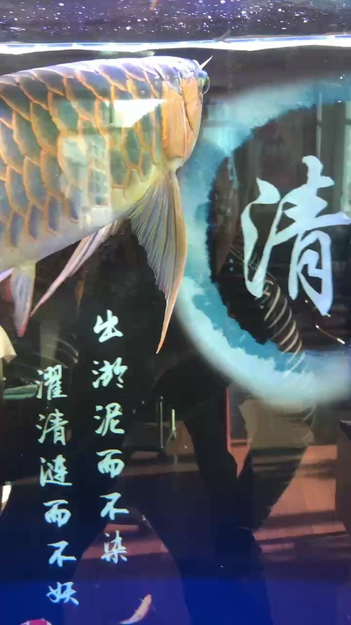 🐲：一团一营， 观赏鱼论坛