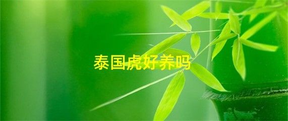 泰国虎喜欢什么样的水质环境：泰国虎鱼喜欢什么样的水质环境