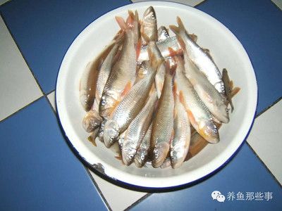 魟鱼到家几天喂食最好：魟鱼到家几天喂食比较好 魟鱼百科 第2张