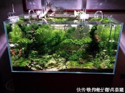 草缸用什么鱼缸：如何选择草缸 鱼缸百科 第1张