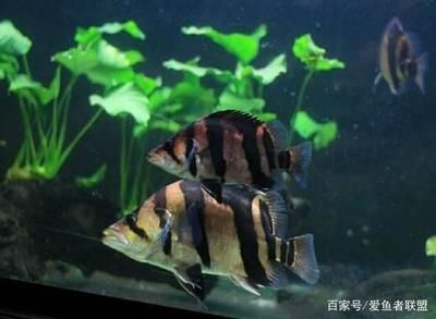 虎鱼蒙眼最佳治疗方法：治疗虎鱼蒙眼的最佳方法 虎鱼百科 第3张