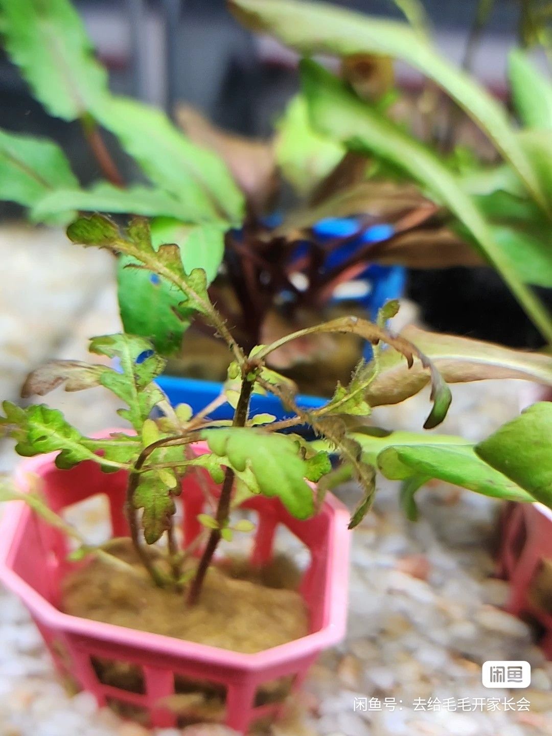 自己鱼缸的水草，打包直接卖：35元雨裂，红温蒂，椒榕，极乐鸟 观赏鱼论坛 第5张