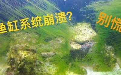 大型鱼缸怎么换水视频：大型鱼缸换水的一些方法和注意事项 鱼缸百科 第1张