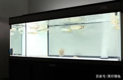 大型鱼缸怎么换水视频：大型鱼缸换水的一些方法和注意事项 鱼缸百科 第4张