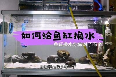 大型鱼缸怎么换水视频：大型鱼缸换水的一些方法和注意事项 鱼缸百科 第3张