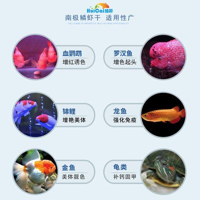 红龙鱼怎么增色快：如何快速有效地增加红龙鱼的颜色？ 龙鱼百科 第2张