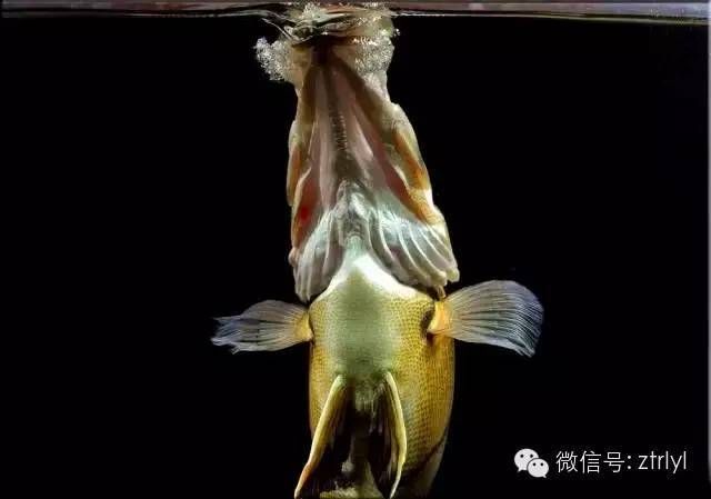 虎鱼喂活食要注意什么：喂食虎鱼活食时需要遵守这些注意事项，以确保虎鱼的健康和安全 虎鱼百科 第3张