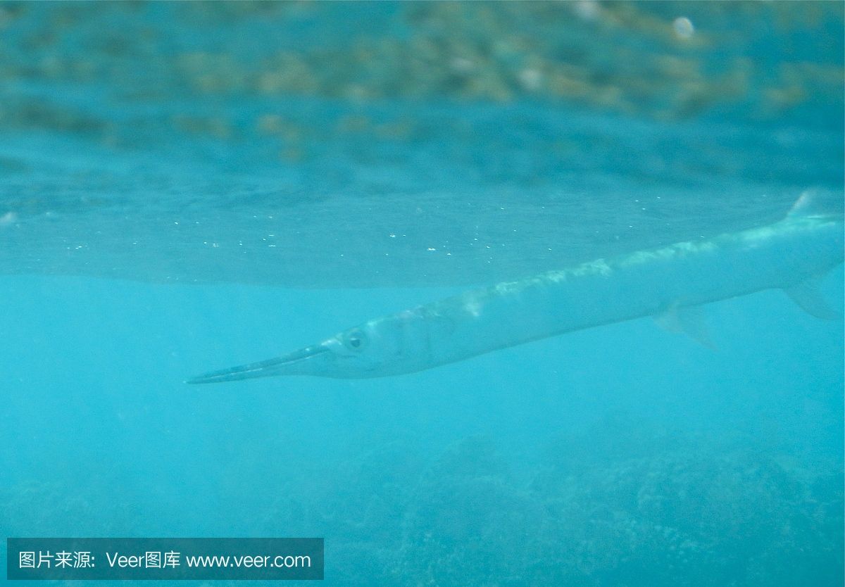 魟鱼过水的正确方法：如果魟鱼开始慢慢游动，魟鱼过水的正确方法 魟鱼百科 第1张