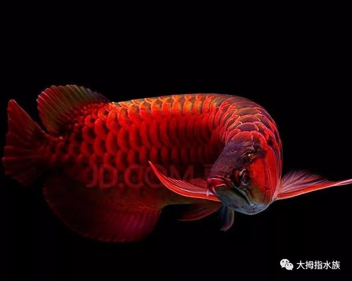 红龙鱼水质：红龙鱼对水质的要求有哪些？