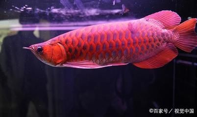 红龙鱼水质：红龙鱼对水质的要求有哪些？